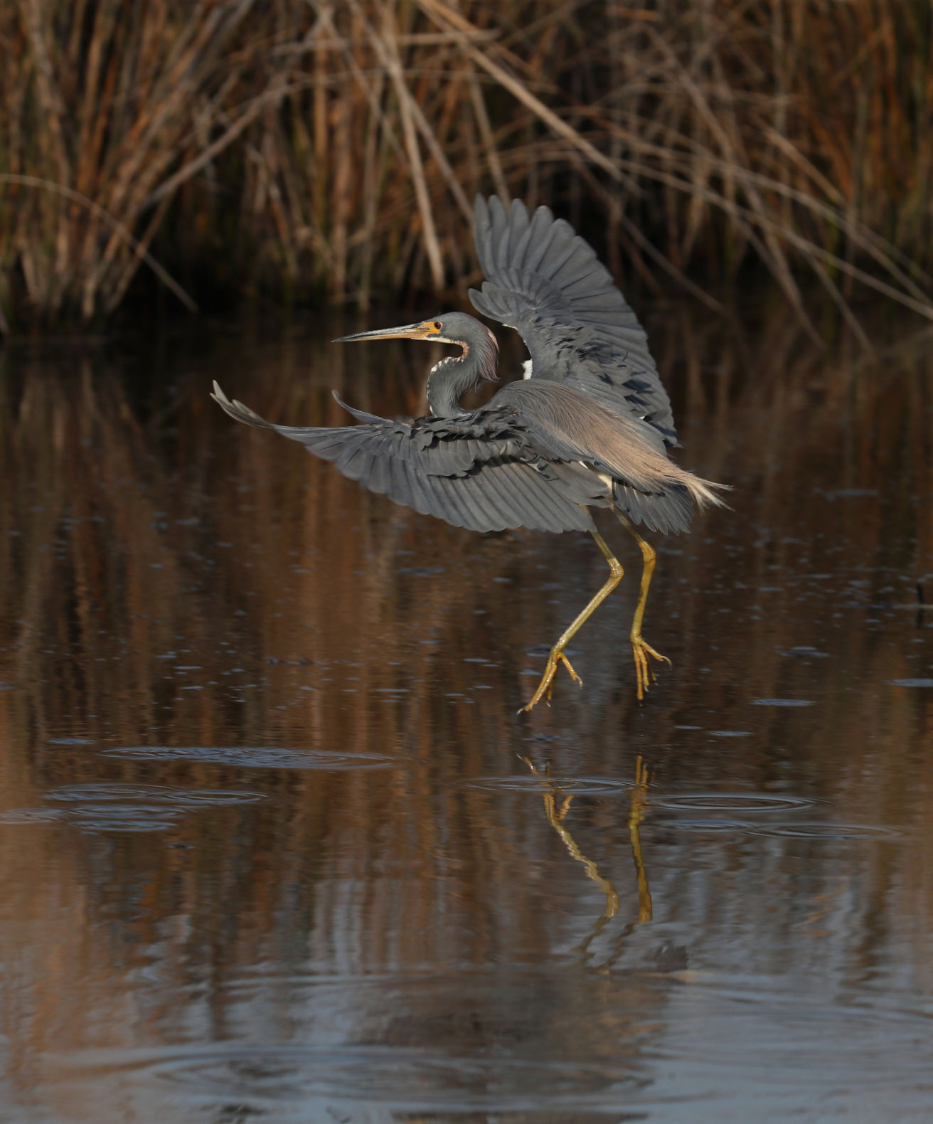 Galveston gets Bird City Texas designation